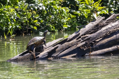 Slider Turtle Belize 2022